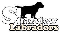 Shazview Labradors QLD