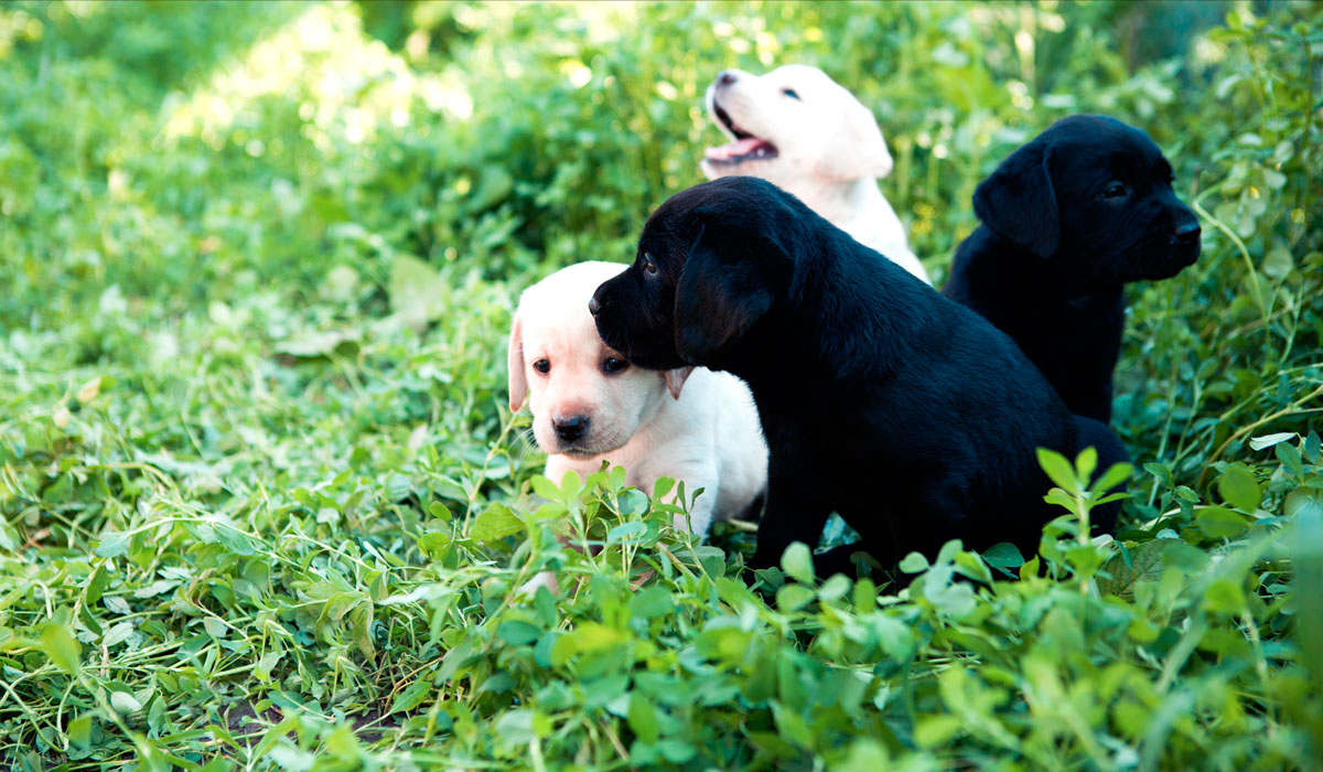 Healthy, Sweet & Intelligent Labrador Puppies for Sale Queensland
