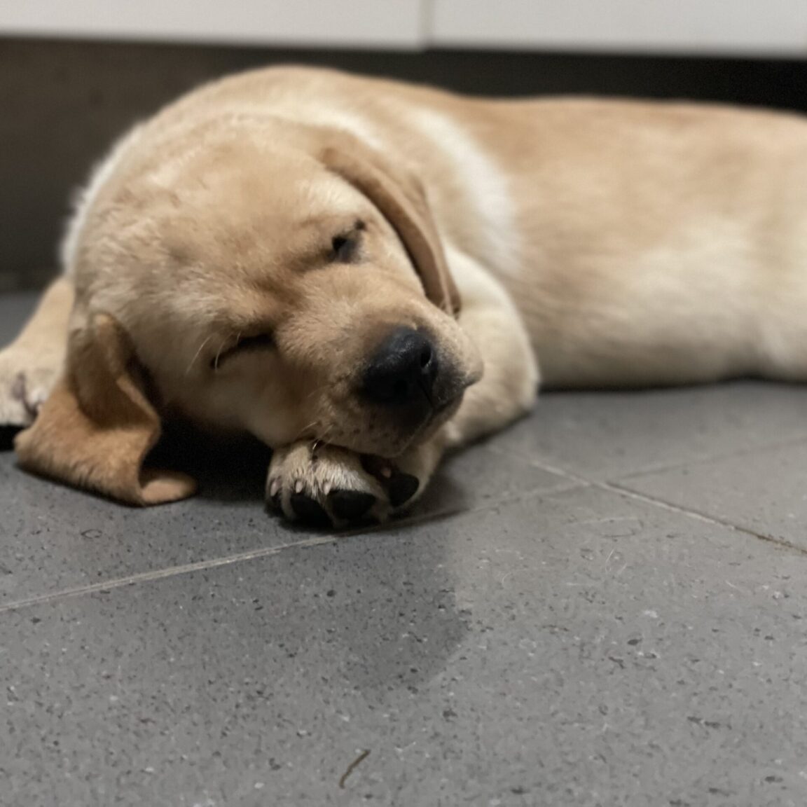 Healthy, Sweet & Intelligent Labrador Puppies for Sale Queensland