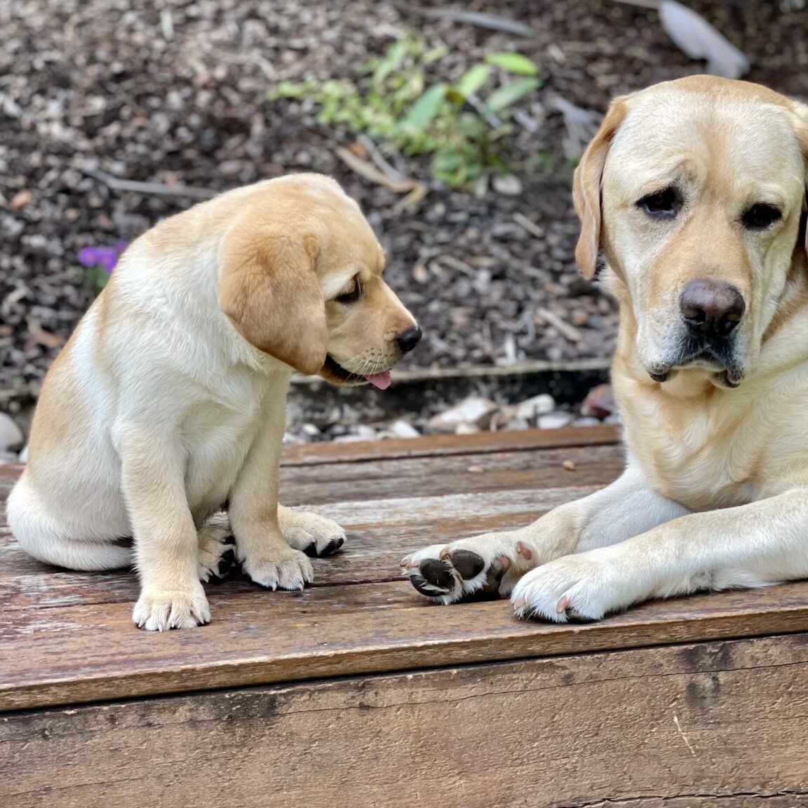 Healthy, Sweet & Intelligent Labrador Puppies for Sale Queensland