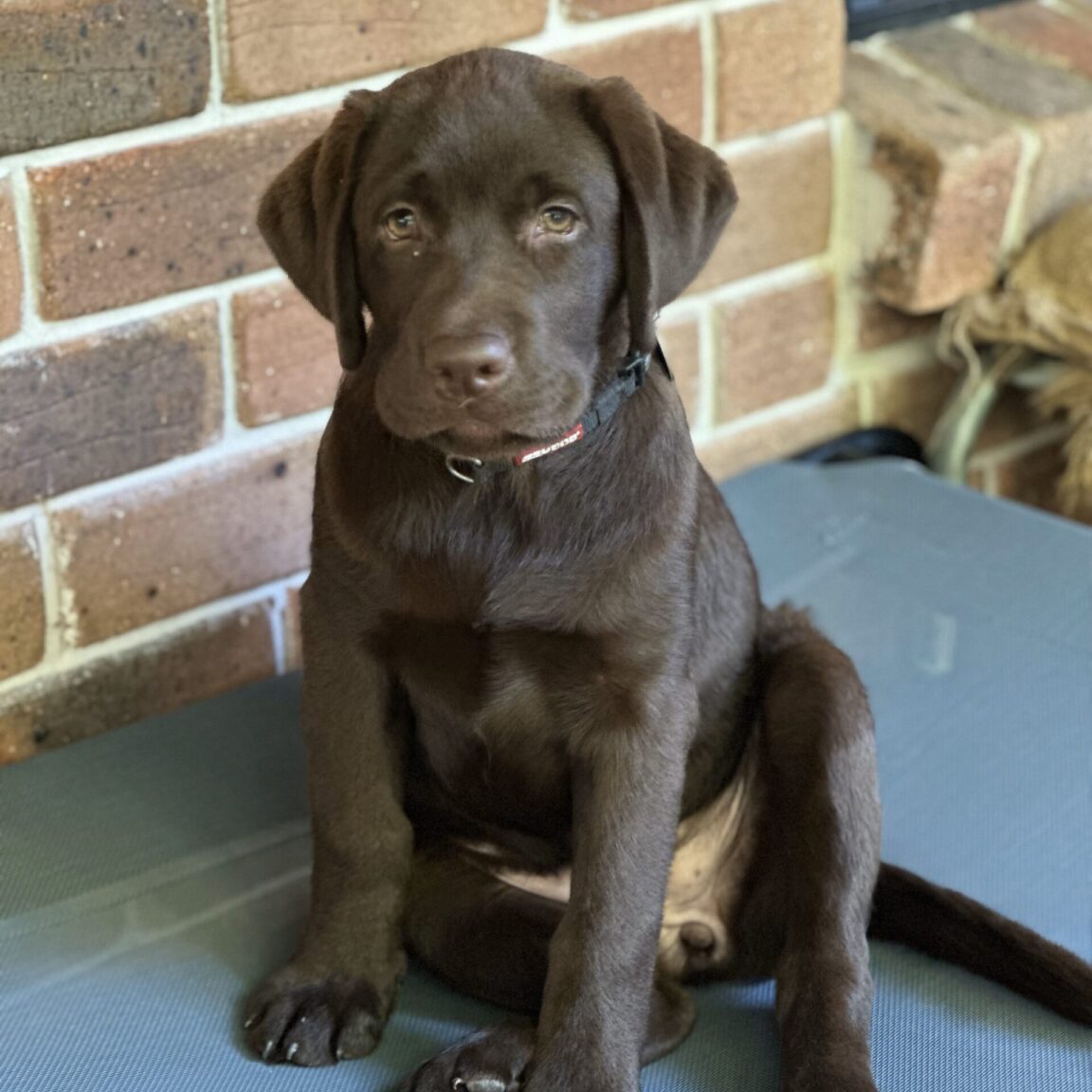 Healthy, Sweet & Intelligent Labrador Puppies for Sale Queensland