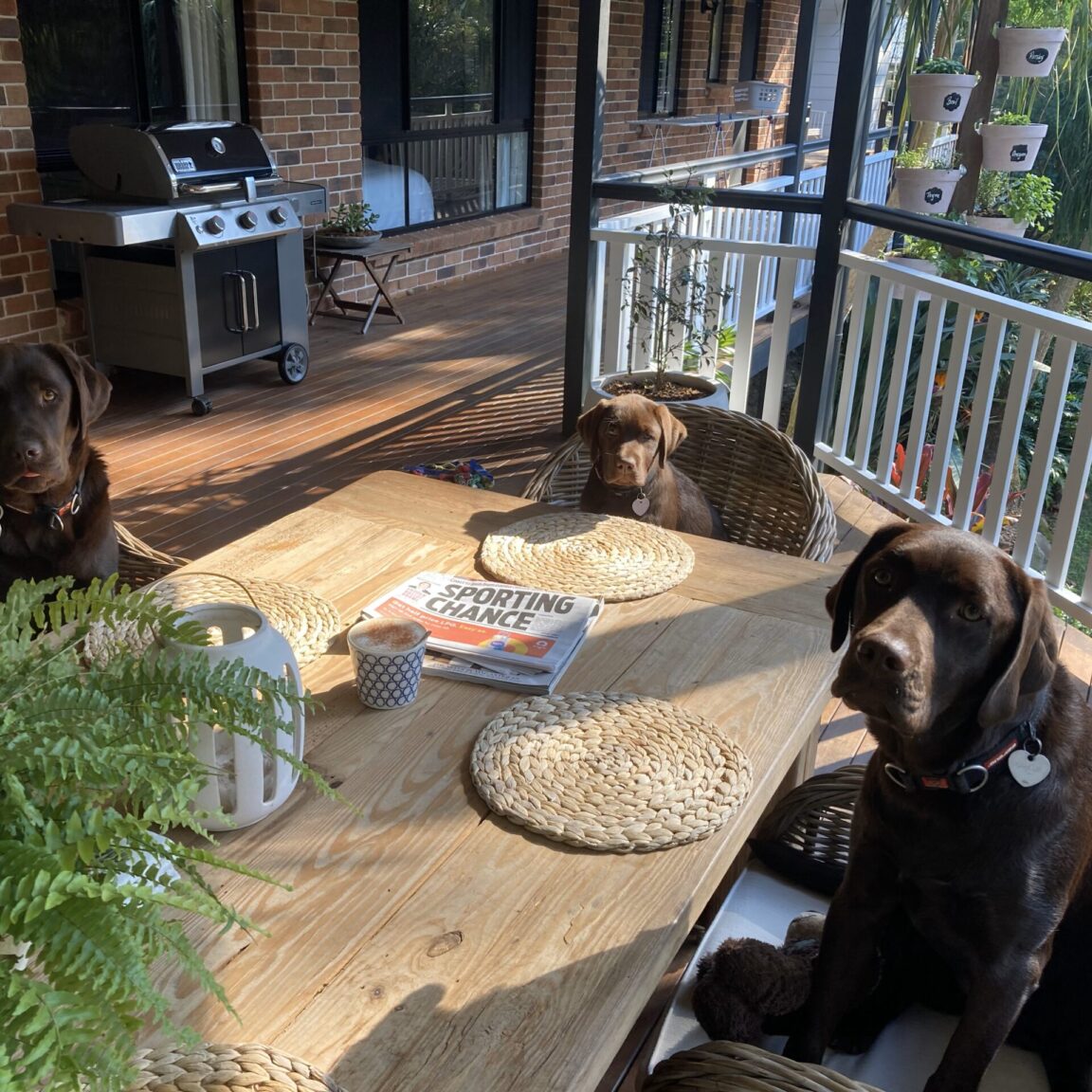 Healthy, Sweet & Intelligent Labrador Puppies for Sale Queensland